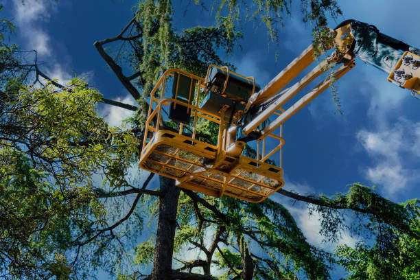 Palm Springs, FL Tree Removal and Landscaping Services Company